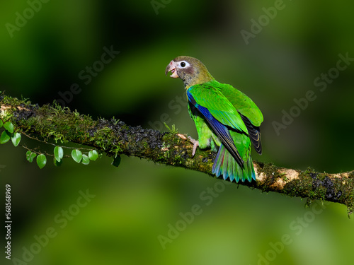 Brown-hooded Parrot portrait on mossy stick against dark green background