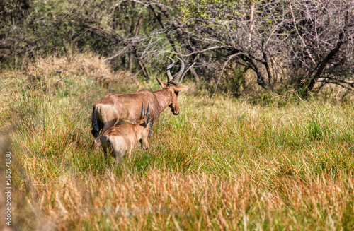 Tsessebe antelope and baby