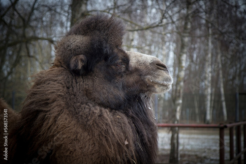 Camel in winter  