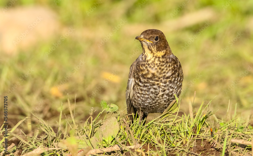 Ring Ouzel (Turdus torquatus) is a species of birds live in the area near the Black Sea and the province of Kayseri in Turkey. Ring Ouzel (Turdus torquatus) is a species of birds live in the area near the Black Sea and the province of Kayseri in Turkey.