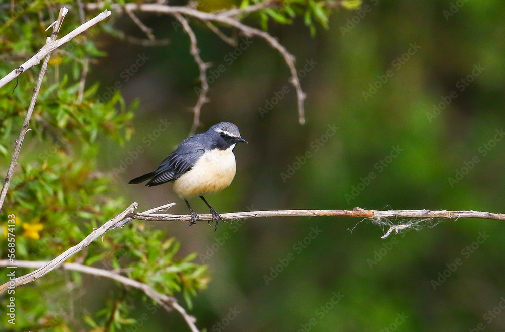 White-throated Robin (Irania gutturalis) is a songbird, it lives in Asia, Africa and Europe. In summer it come to breed in Turkey. White-throated Robin (Irania gutturalis) is a songbird, it lives in Asia, Africa and Europe. In summer it come to breed in Turkey.