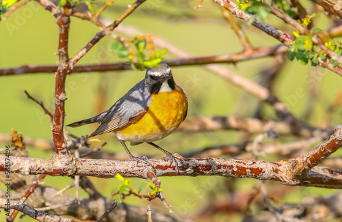 White-throated Robin (Irania gutturalis) is a songbird, it lives in Asia, Africa and Europe. In summer it come to breed in Turkey.