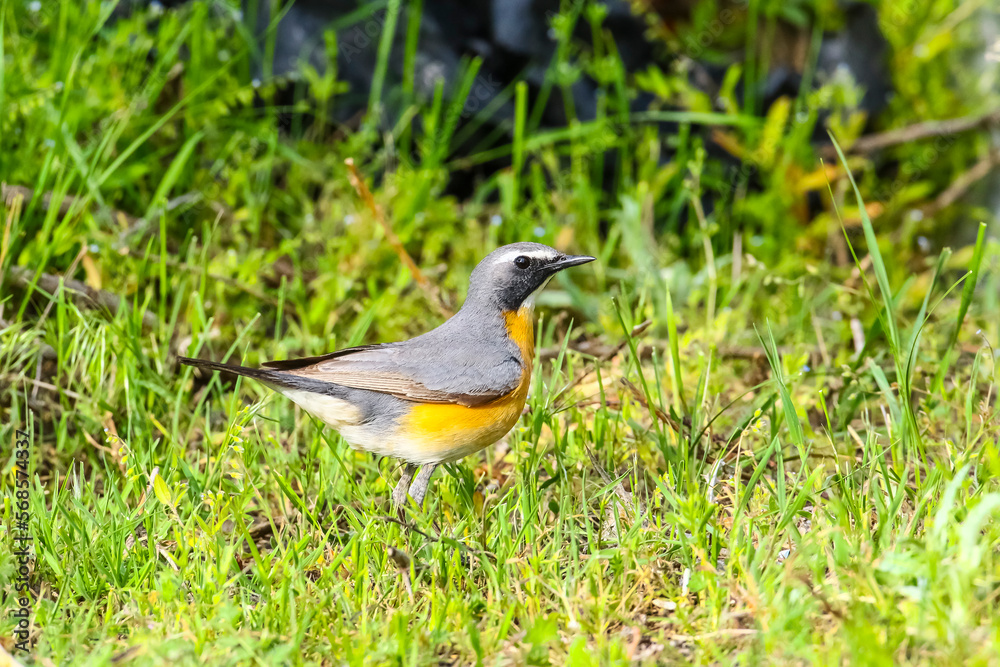 Obraz premium White-throated Robin (Irania gutturalis) is a songbird, it lives in Asia, Africa and Europe. In summer it come to breed in Turkey.