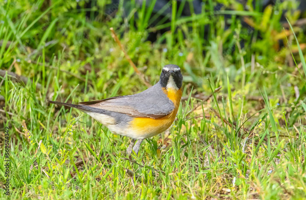 White-throated Robin (Irania gutturalis) is a songbird, it lives in Asia, Africa and Europe. In summer it come to breed in Turkey. White-throated Robin (Irania gutturalis) is a songbird, it lives in Asia, Africa and Europe. In summer it come to breed in Turkey.