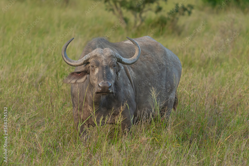 African buffalo - Syncerus caffer also called Cape buffalo in green grass. Photo from Kruger National Park in South Africa. African buffalo - Syncerus caffer also called Cape buffalo in green grass. Photo from Kruger National Park in South Africa.