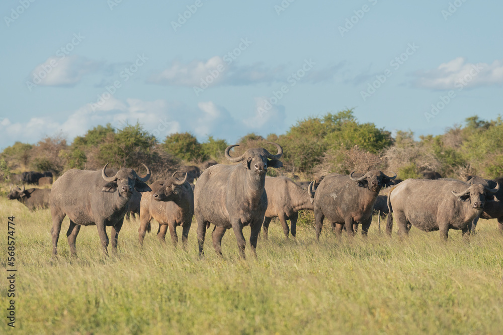 Herd of african buffalos - Syncerus caffer also called Cape buffalos in green grass. Photo from Kruger National Park in South Africa.