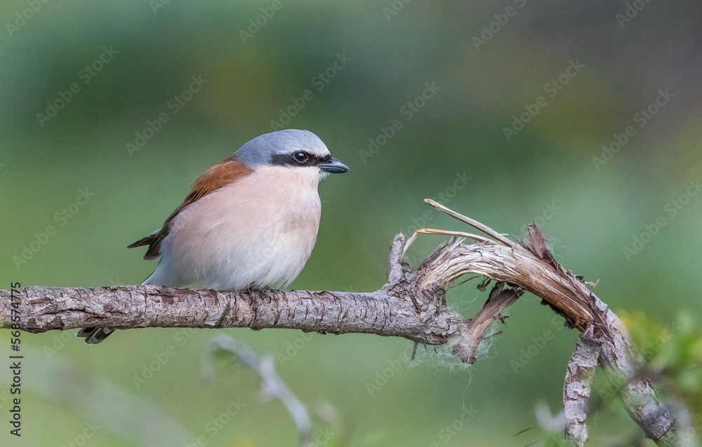 Red-backed Shrike (Lanius collurio) is a bird species that feed on insects.