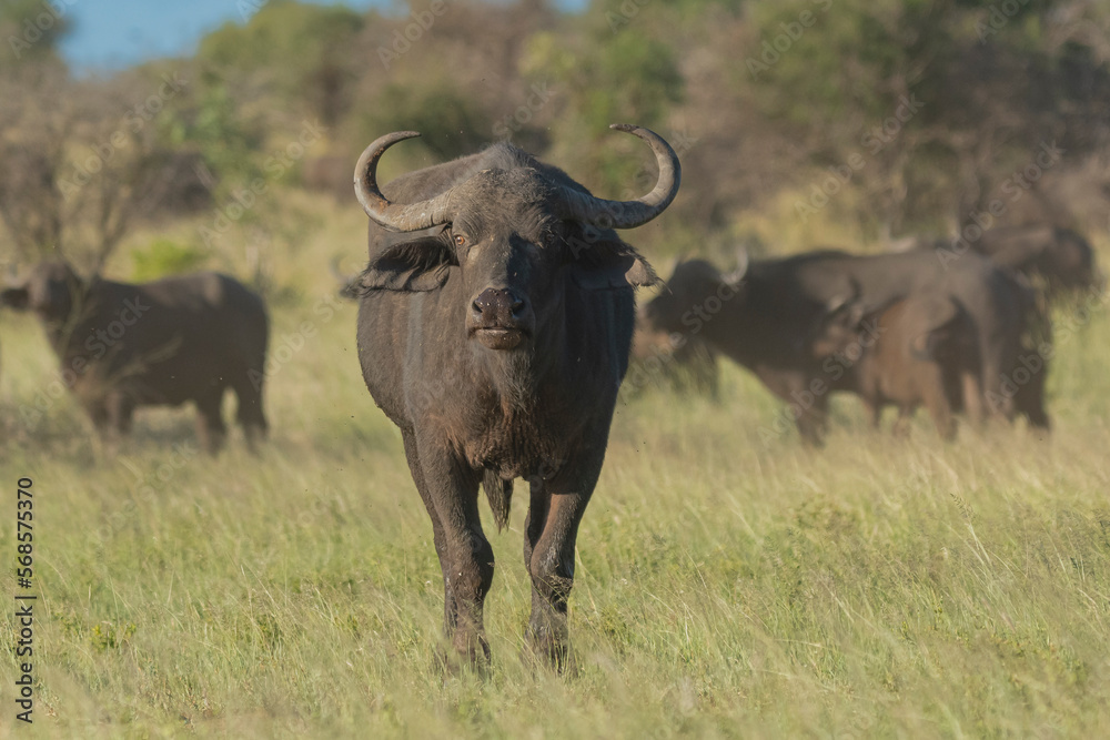 Photo sur Plexiglas Anti-reflet African buffalo - Syncerus caffer also  called Cape buffalo on green grass. Photo from Kruger National Park in  South Africa. - Nikkel-Art.fr