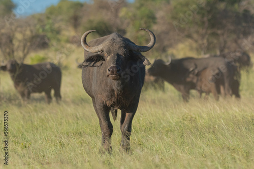 African buffalo - Syncerus caffer also called Cape buffalo on green grass. Photo from Kruger National Park in South Africa.