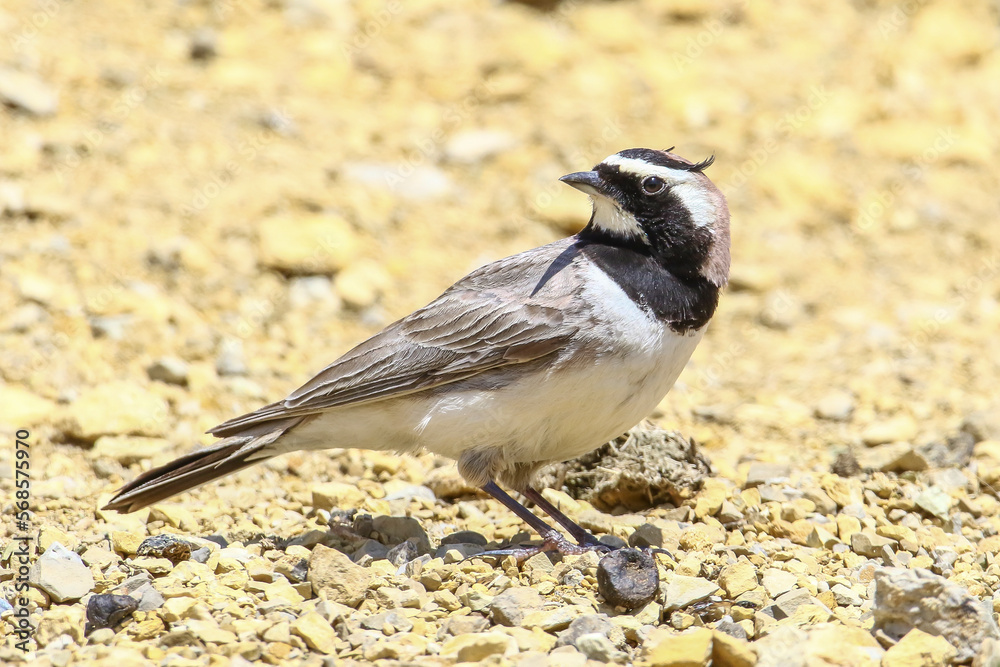 Obraz premium Horned Lark (Eremophila alpestris) live at high altitude mountain foothills. They generally live in high mountain open areas in Turkey.