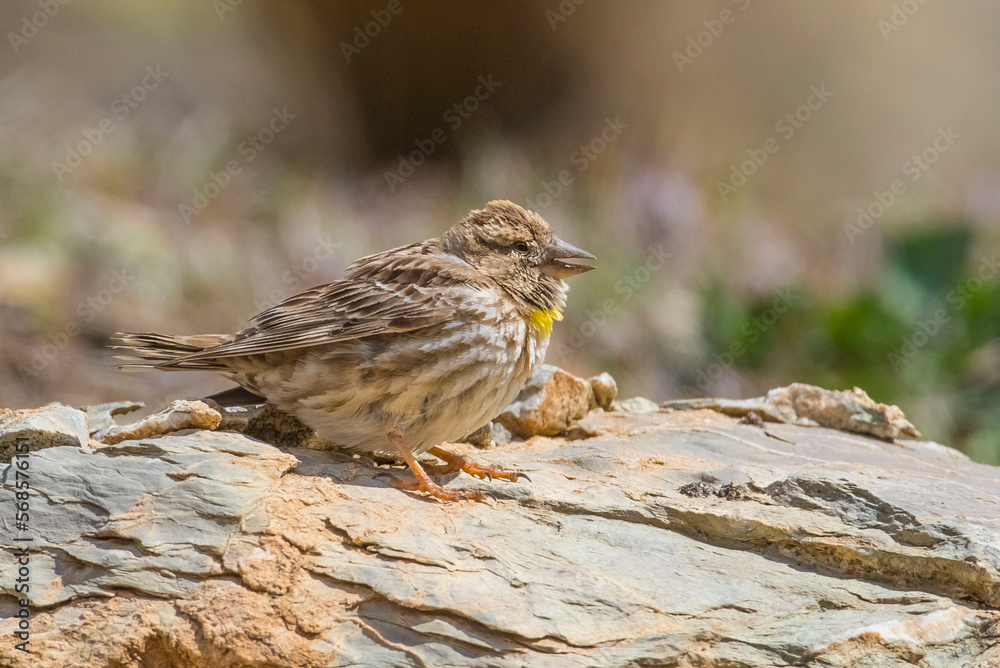 Fototapeta premium Rock Sparrow (Petronia petronie) a resident birds living in Turkey's southern and central parts of the roll.