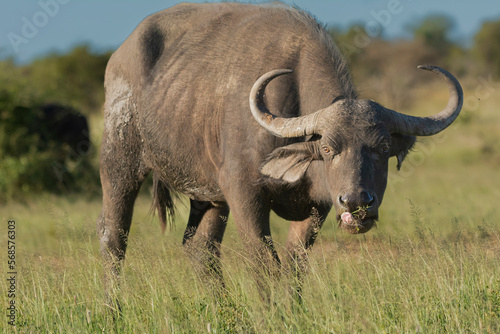 African buffalo - Syncerus caffer also called Cape buffalo in green grass. Photo from Kruger National Park in South Africa.