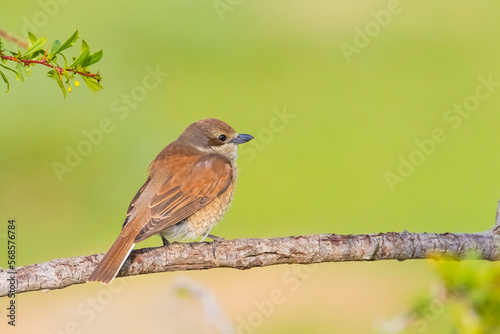 Red-backed Shrike (Lanius collurio) is a bird species that feed on insects. © selim