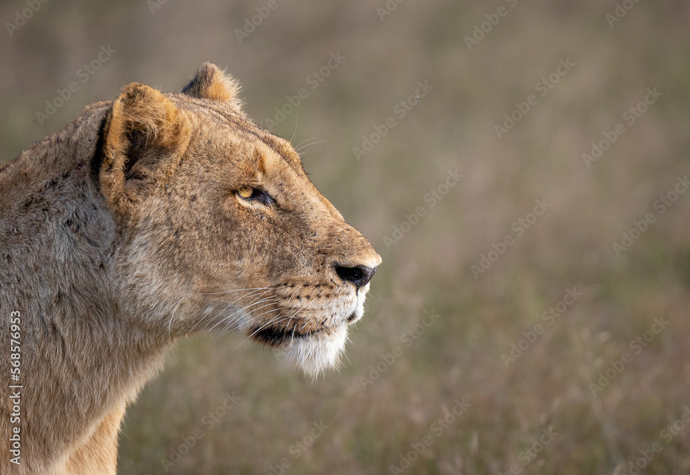 © Mint Images - A lioness, Panthera leo, side profile stare.