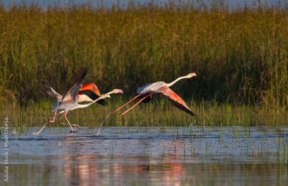The Sultan reed is in triangle formed by Develi, Yahyalı and Yeşilhisar ...