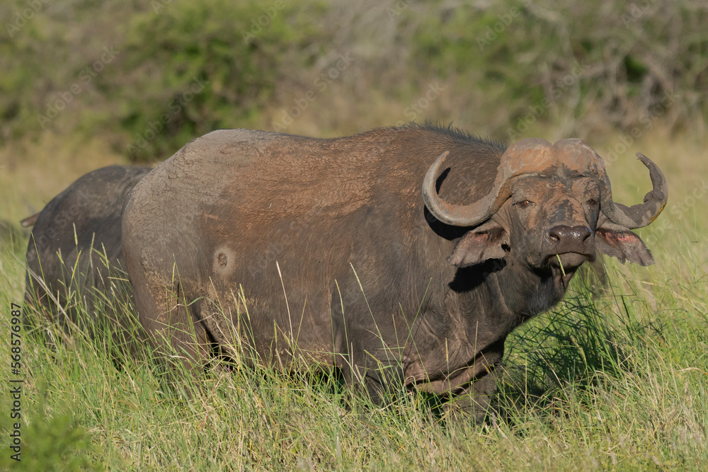 Obraz premium African buffalo - Syncerus caffer also called Cape buffalo in green grass. Photo from Kruger National Park in South Africa.