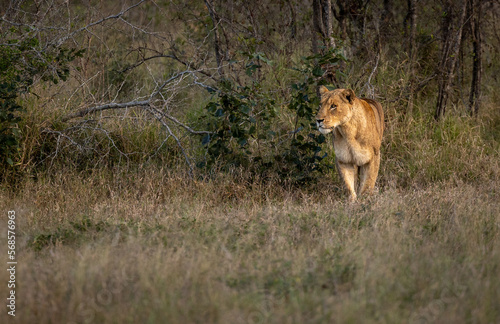 A lioness, Panthera leo, stalking in long grass.