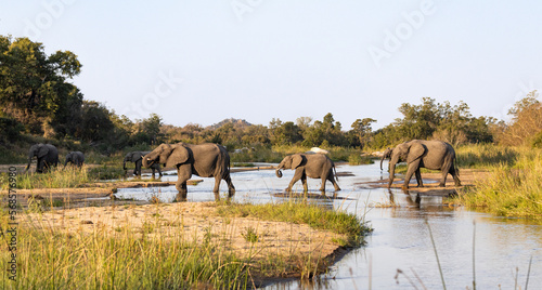 A herd of elephants, Loxodonta africana, walk across a riverbed.