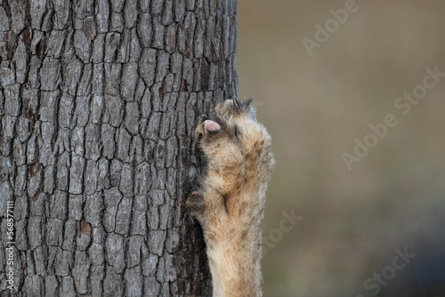 A close-up of a  lion's, Panthera leo, claw on a tree.