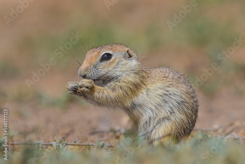 Anatolian Souslik-Ground Squirrel (Spermophilus xanthoprymnus) is a rodent that lives in Anatolia. © selim