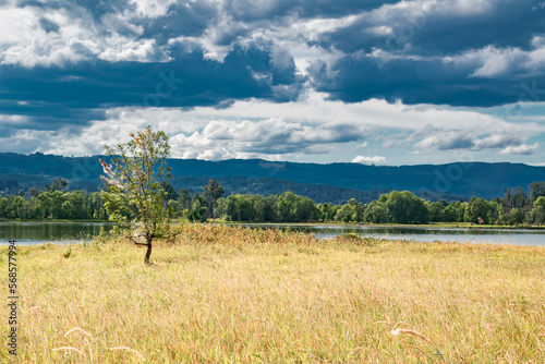Yellow Field at Sauvie Island near Portland, OR photo