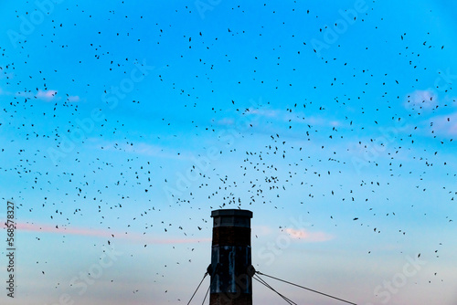 Photography Annual Migration of the Swifts at Chapman School in Portland paired against Colo