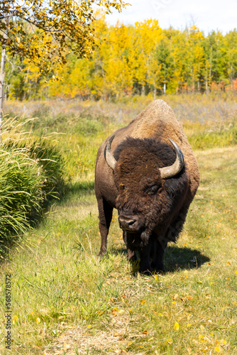 bison at Elk Island National Park