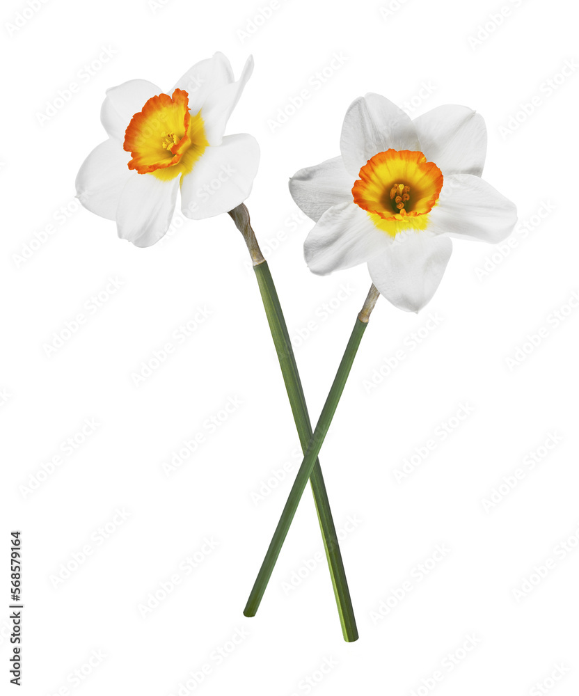 Obraz premium Beautiful narcissus flower isolated
