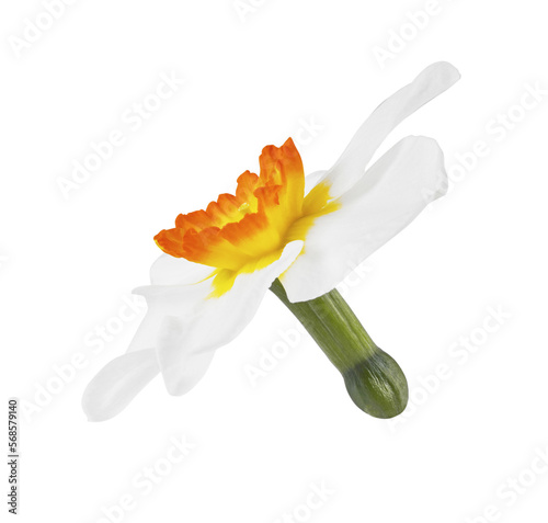 Beautiful narcissus flower isolated