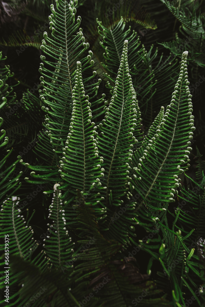 Samambaia, Dicranopteris linearis Samambaia, Dicranopteris linearis