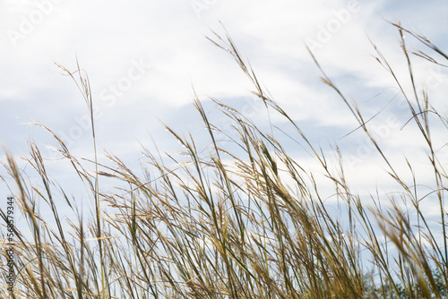 spikelets of grass against the background of the sky close-up