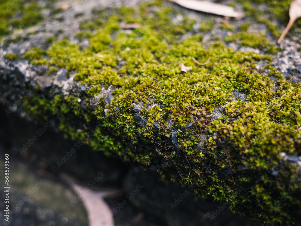 moss on the stone moss on the stone