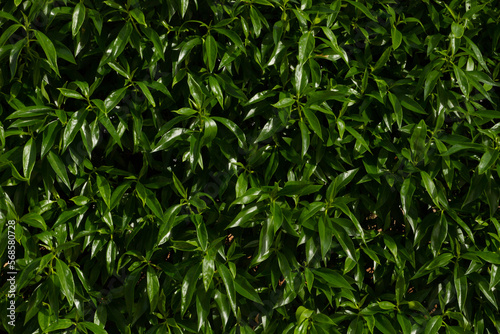 green shiny leaves close-up set