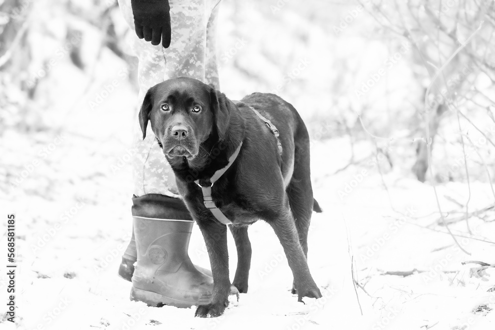 Labrador retriever dog at the feet of a man in boots. A dog on a walk near  its owner. Stock Photo | Adobe Stock