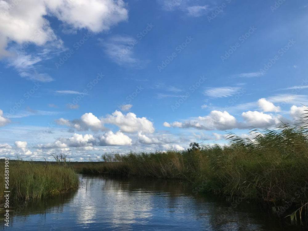 Forest trees against a blue sky with white clouds on a summer day. The concept of hiking and tourism. travel background.