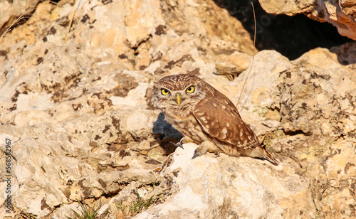 Little Owl  Athene noctua  is a carnivorous bird and generally feeds on mice  birds and reptiles.