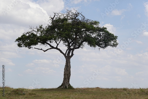 Kenya - Masai Mara - Savannah Tree