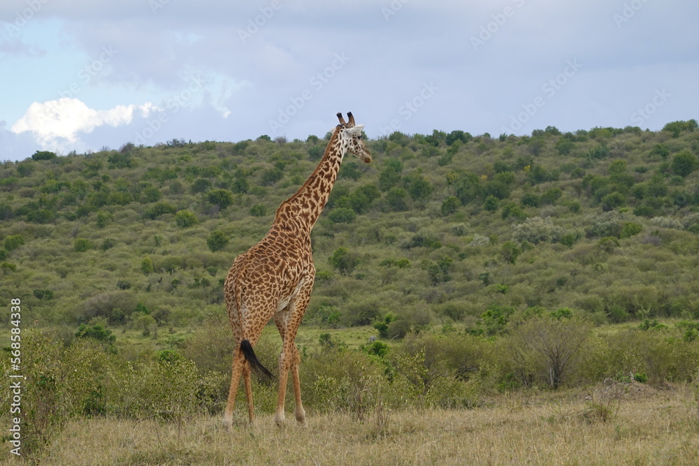 Obraz premium Kenya - Masai Mara - Giraffe