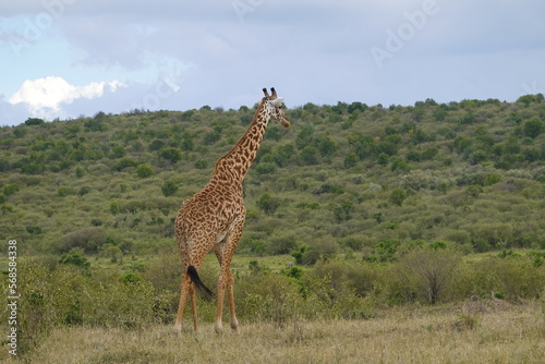 Kenya - Masai Mara - Giraffe