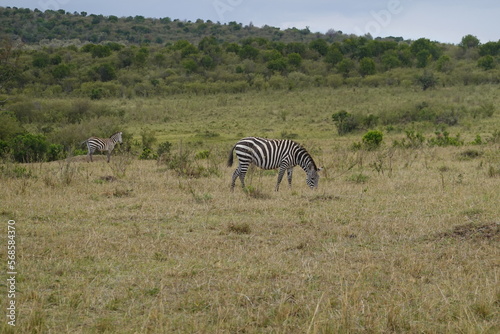 Kenya - Masai Mara - Zebra