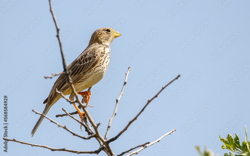 Corn Bunting (Emberiza calandra) is a common songbird in Asian and European countries. Corn Bunting (Emberiza calandra) is a common songbird in Asian and European countries.