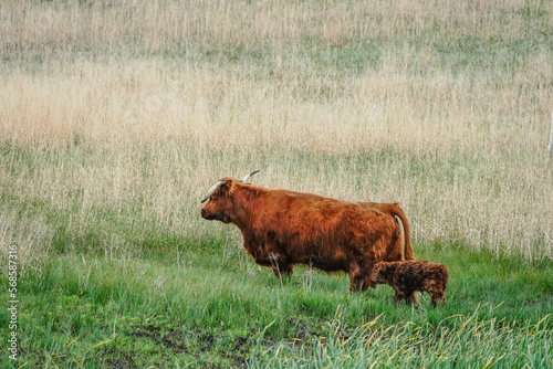 highland cow and calf in field