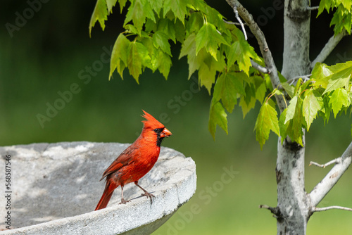 red cardinal on bird bath