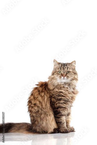Norwegian Forest cat on a white background. Cute pet