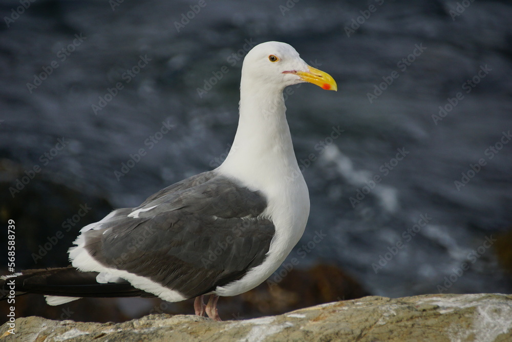 seagull on the rock