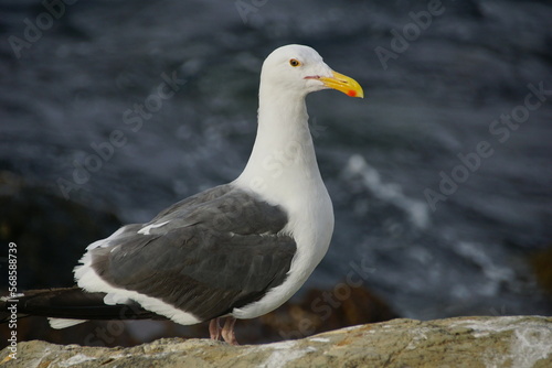 seagull on the rock © James