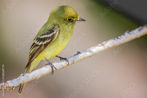 Fotografie Yellow-bellied flycatcher perched in the willows looking for bugs