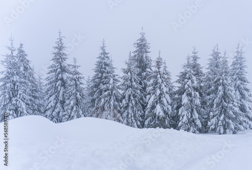 Fir forest covered with snow in winter in the mountains © Sanfira