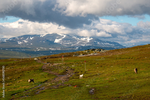 Three reindeers next to Blahammaren Mountain Station with Sylarna mountain massif behind, Jamtland, Sweden