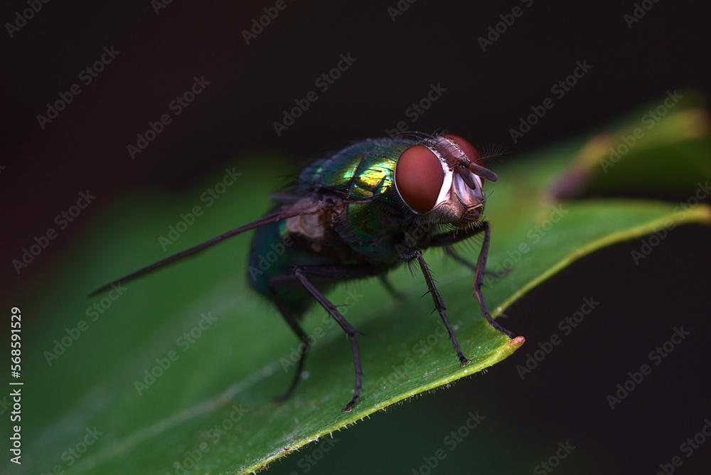 Green shimmering fly on green leaf with visible details against dark background. Macro photography of insects. Green shimmering fly on green leaf with visible details against dark background. Macro photography of insects.